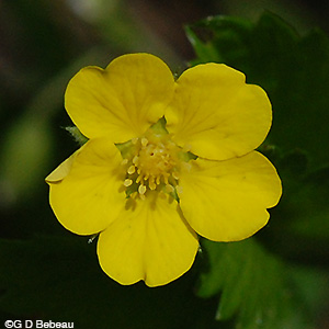 Common Cinquefoil flower