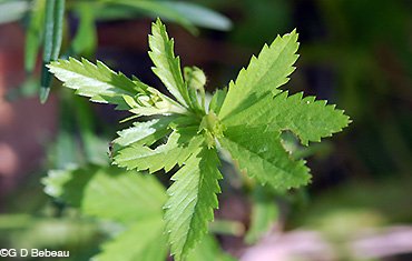 Common Cinquefoil leaf