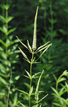 Culver's Root