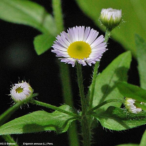 Eastern Daisy Fleabane flower
