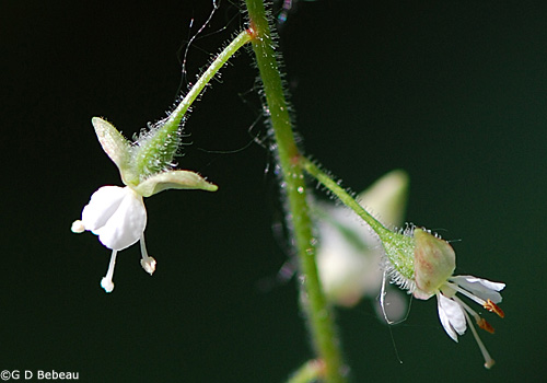 Enchanters Nightshade flower closeup
