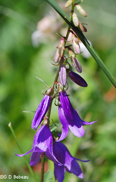 Tall Bellflower