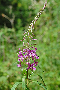 Fireweed plant