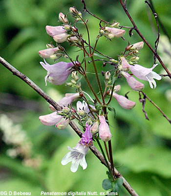 foxglove Beardtongue flower panicle