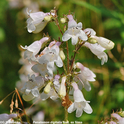 Foxglove Beardtongue
