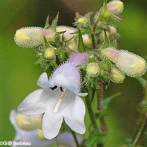 Foxglove Beardtongue