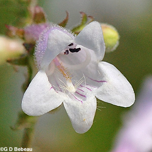 Foxglove Beardtongue