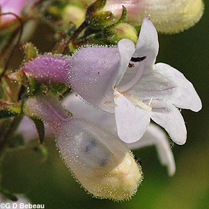 Foxglove Beardtongue