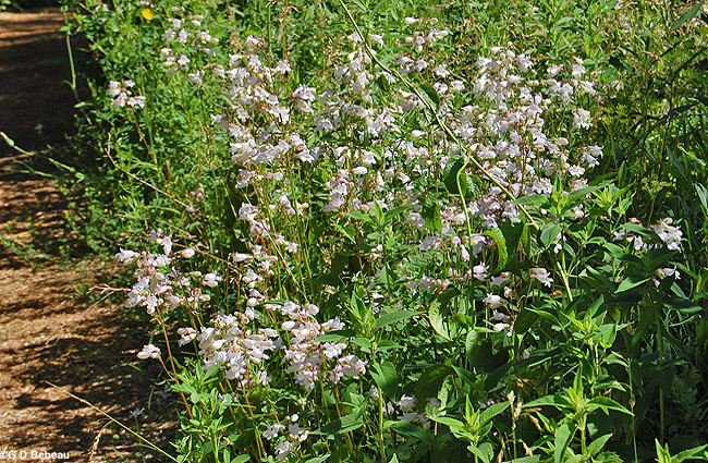 Foxglove Beardtongue Group