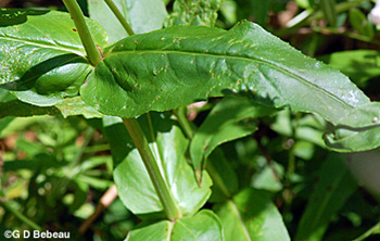Foxglove Beardtongue leaf