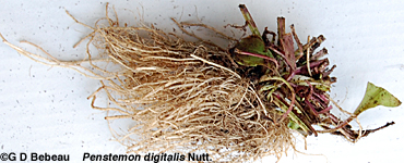 Foxglove Beardtongue root