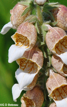 Foxglove