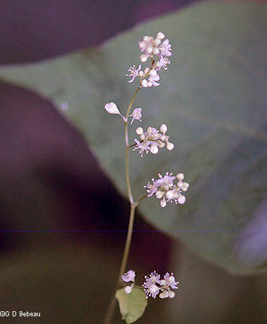 inflorescence