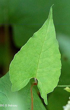 leaf