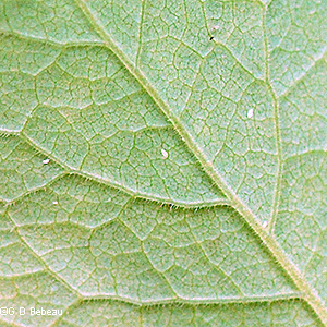 leaf underside