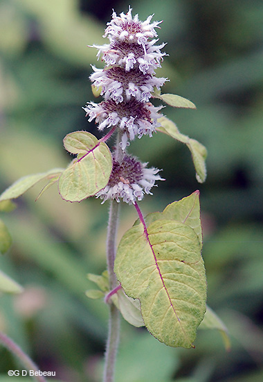 Top of plant