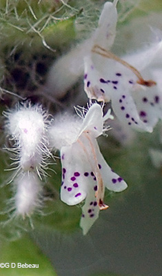 flower detail