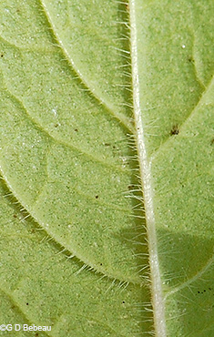 leaf underside