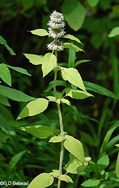 full plant