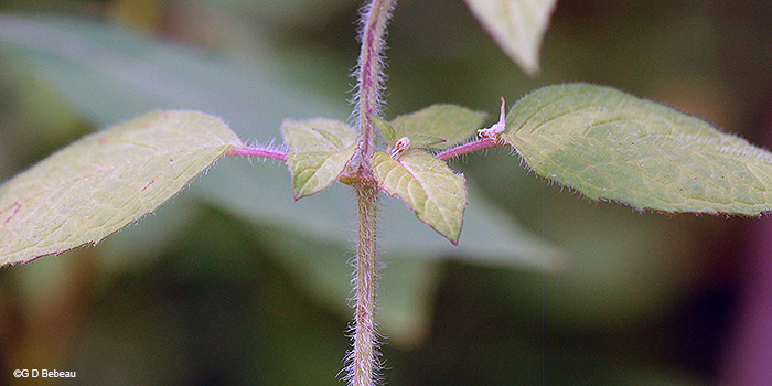 leaf stalks and stem