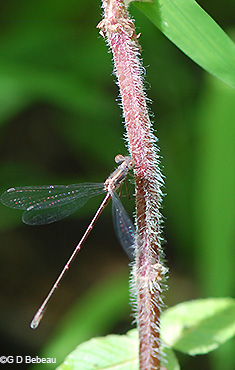 stem