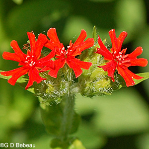 Maltese Cross