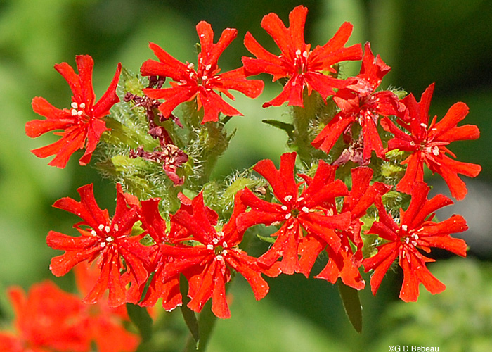 Maltese Cross