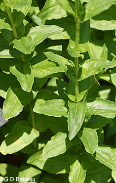 Maltese Cross leaf
