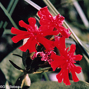 Maltese Cross
