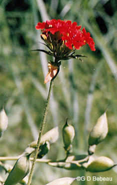 Maltese Cross plant stem