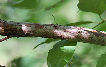 Ninebark branch