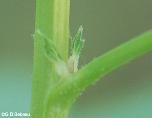 leaf stipule