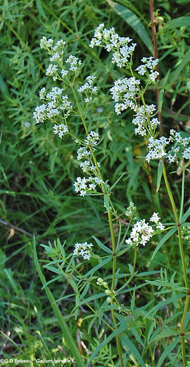 Full plant