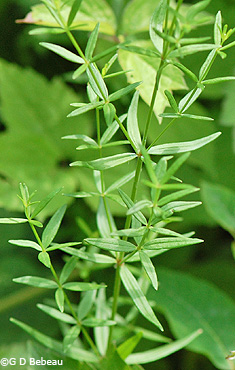 Northern Bedstraw