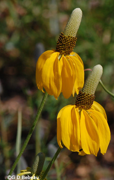 Prairie Coneflower flowers