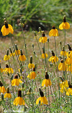 Prairie Coneflower