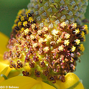 cone disc florets