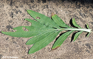 basal leaf