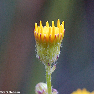 Prairie Ragwort bracts