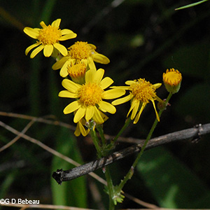 inflorescence