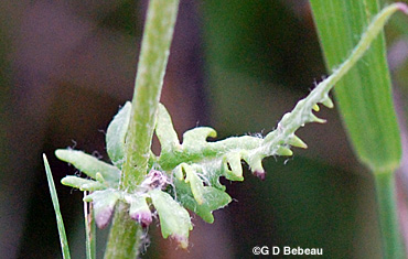 Prairie Ragwort leaf