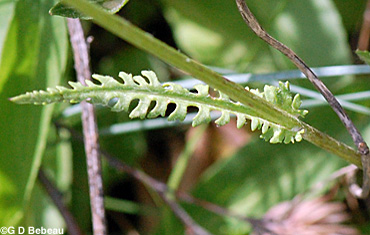 Prairie Ragwort leaf