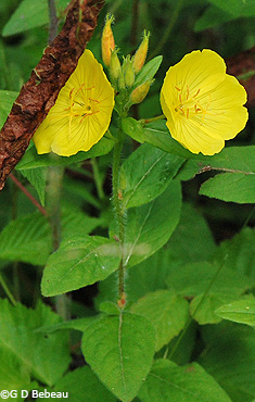 Prairie sundrops