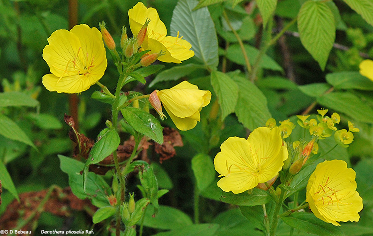 Prairie Sundrops