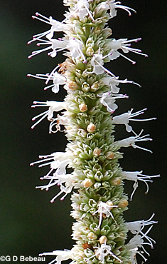 Purple Giant Hyssop flower head