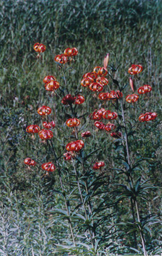 Red turks cap lily