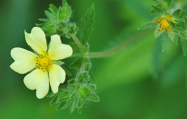 Rough-fruited Cinquefoil