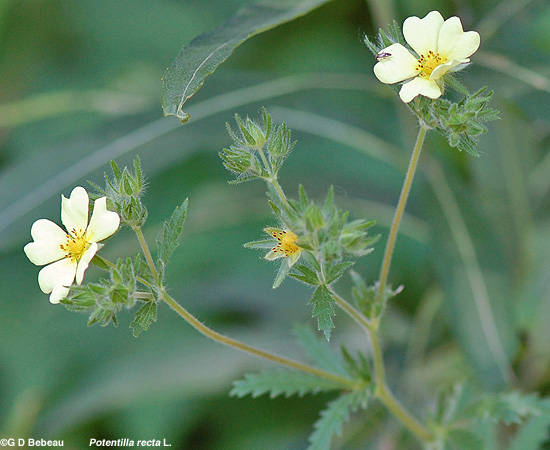 Rough-fruited Cinquefoil inflorescence