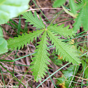 Rough-fruited Cinquefoil basal leaf