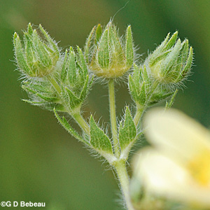 Rough-fruited Cinquefoil buds